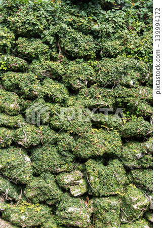 長滿青苔的古老石牆 長滿青苔的古老石牆 139994172