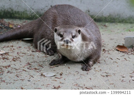 A cute small-clawed otter looking this way A cute small-clawed otter looking this way 139994211