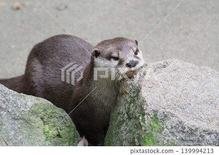 A small-clawed otter resting its chin on a rock. A small-clawed otter resting its chin on a rock. 139994213