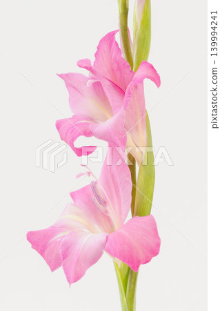 Indoor photography of pink gladiolus flowers 01 Indoor photography of pink gladiolus flowers 01 139994241
