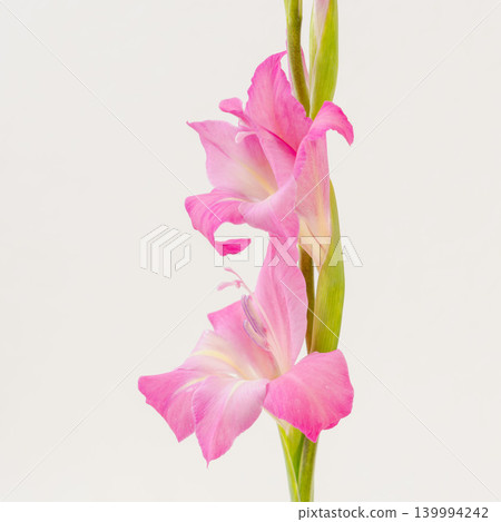 Indoor photography of pink gladiolus flowers 02 Indoor photography of pink gladiolus flowers 02 139994242
