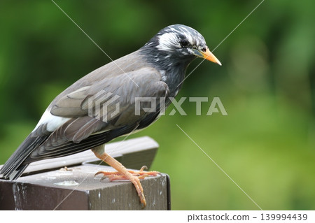 A beautiful portrait of a starling perched on a fence. A beautiful portrait of a starling perched on a fence. 139994439