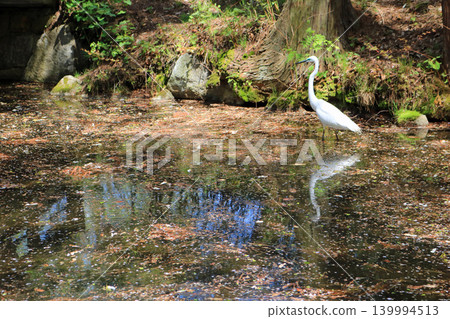 Great Egret, Image Great Egret, Image 139994513