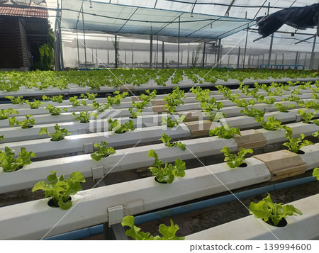 Hydroponic lettuce greenhouse agriculture farming vegetable organic cultivation indoor farm rows of fresh green crop growing Hydroponic lettuce greenhouse agriculture farming vegetable organic cultivation indoor farm rows of fresh green crop growing 139994600