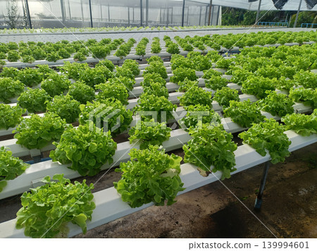 Hydroponic lettuce greenhouse agriculture vegetable farm organic rows of fresh green salad crop growing clean modern system Hydroponic lettuce greenhouse agriculture vegetable farm organic rows of fresh green salad crop growing clean modern system 139994601