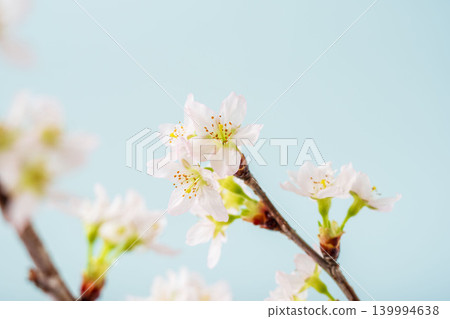 Close-up indoor shot of pale pink cherry blossoms against a blue background 09 Close-up indoor shot of pale pink cherry blossoms against a blue background 09 139994638