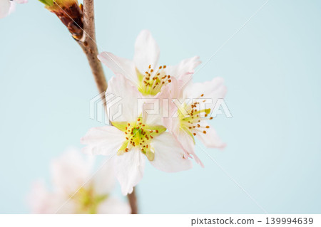 Close-up indoor shot of pale pink cherry blossoms against a blue background (10) Close-up indoor shot of pale pink cherry blossoms against a blue background (10) 139994639