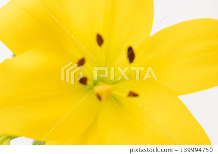 Yellow lilies photographed indoors against a white background (17) Yellow lilies photographed indoors against a white background (17) 139994750