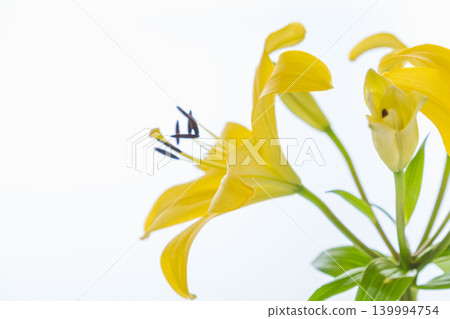 Yellow lilies photographed indoors against a white background (20) 139994754