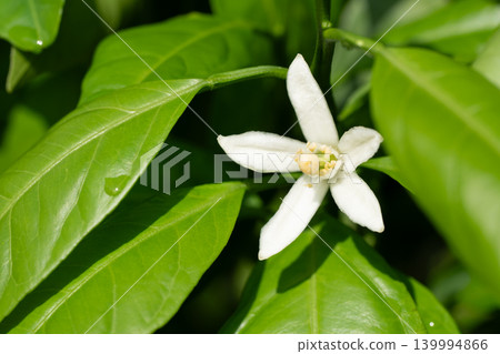 Mandarin orange flowers 139994866