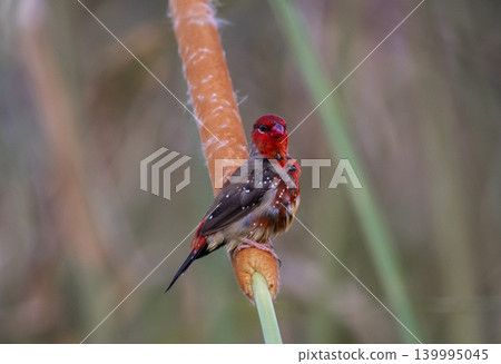 Red Avadavat ,Strawberry Finch Because it has a strawberry-like color during the breeding season. Red Avadavat ,Strawberry Finch Because it has a strawberry-like color during the breeding season. 139995045