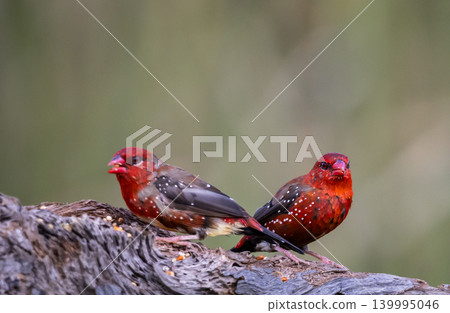 Red Avadavat ,Strawberry Finch Because it has a strawberry-like color during the breeding season. Red Avadavat ,Strawberry Finch Because it has a strawberry-like color during the breeding season. 139995046