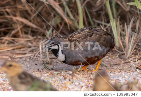 Blue-breasted Quail Males have beautiful plumage The head and chest are blue, the belly is dark reddish brown, and the neck is beautifully patterned in black and white. Females have brown bodies, Blue-breasted Quail Males have beautiful plumage The head and chest are blue, the belly is dark reddish brown, and the neck is beautifully patterned in black and white. Females have brown bodies, 139995047