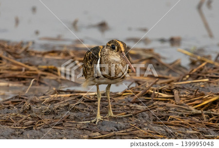 Greater painted-snipe It is a water bird in the order of shorebirds that has different characteristics from most birds. The females are more colorful than the males and do not help the males in Greater painted-snipe It is a water bird in the order of shorebirds that has different characteristics from most birds. The females are more colorful than the males and do not help the males in 139995048