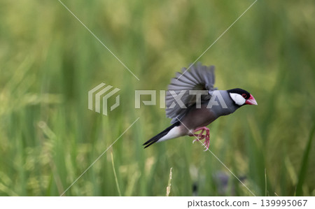 Java sparrow They live in rice fields and usually live in flocks. They were originally native to Java and Bali. They were later introduced to Thailand to be raised as ornamental birds. Java sparrow They live in rice fields and usually live in flocks. They were originally native to Java and Bali. They were later introduced to Thailand to be raised as ornamental birds. 139995067