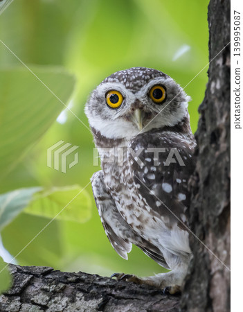 Spotted owlet (Athene brama) It is a type of bird of prey such as an owl. that can be found in Thailand 139995087