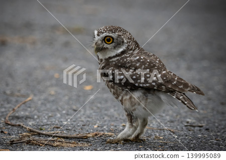 Spotted owlet (Athene brama) It is a type of bird of prey such as an owl. that can be found in Thailand 139995089