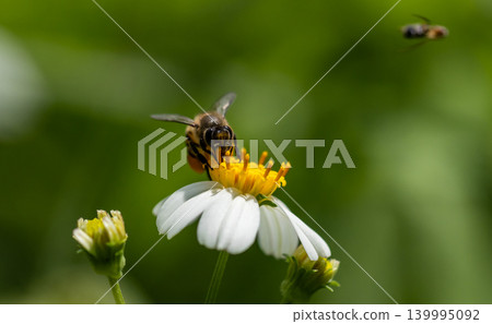 Bee on flower Macro Shot in garden. Bee on flower Macro Shot in garden. 139995092