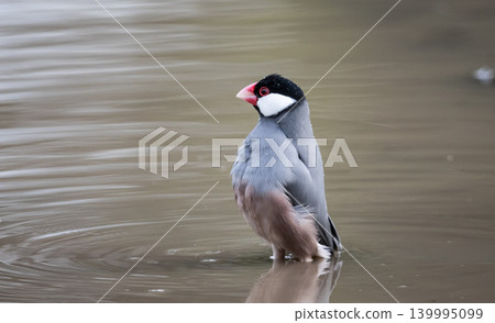 Java Sparrow (Lonchura oryzivora) standing in shallow water. 139995099