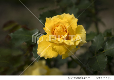 Roses of May Roses of May 139995340