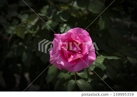 Roses of May Roses of May 139995359