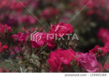 Roses of May Roses of May 139995369