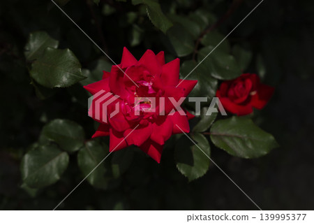 Roses of May Roses of May 139995377