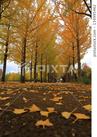 Ginkgo trees that shine in the autumn sky Ginkgo trees that shine in the autumn sky 139995462