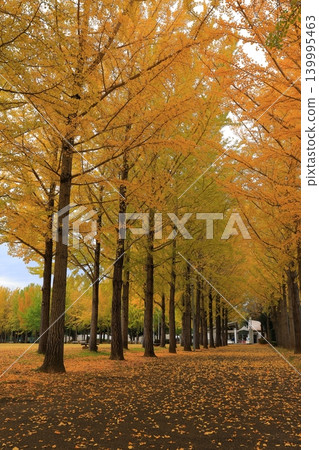 Ginkgo trees that shine in the autumn sky Ginkgo trees that shine in the autumn sky 139995463