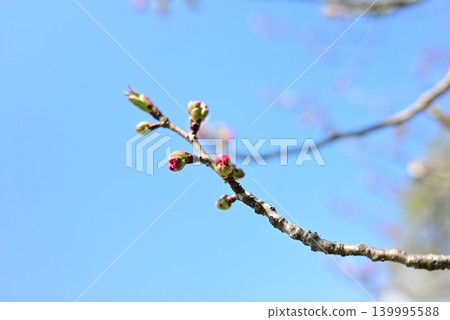 即將綻放的櫻花花苞 139995588