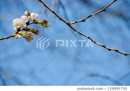 櫻花枝條和花苞的特寫，留有臨摹空間。 139995730