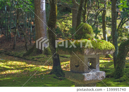 Moss-covered autumn garden 139995740