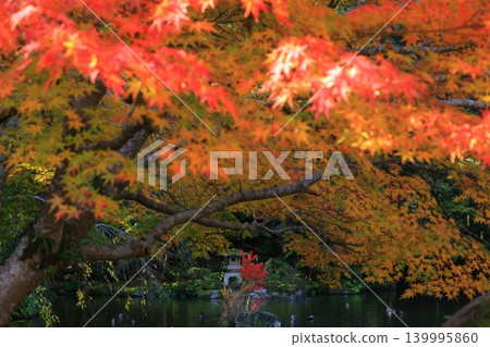 楓葉離開了紅葉 楓葉離開了紅葉 139995860