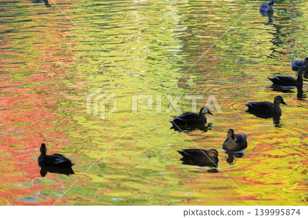 Maple leaves which turned red leaves Maple leaves which turned red leaves 139995874