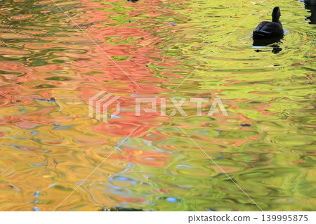 Maple leaves which turned red leaves Maple leaves which turned red leaves 139995875