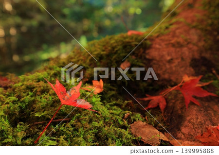 Maple leaves which turned red leaves Maple leaves which turned red leaves 139995888