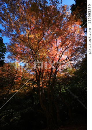 Maple leaves which turned red leaves Maple leaves which turned red leaves 139995889
