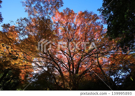 楓葉離開了紅葉 139995893
