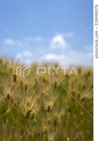 A copy space of a wheat field and blue sky around Golden Week. A copy space of a wheat field and blue sky around Golden Week. 139996076