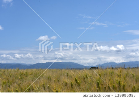 A copy space of a wheat field and blue sky around Golden Week. A copy space of a wheat field and blue sky around Golden Week. 139996083
