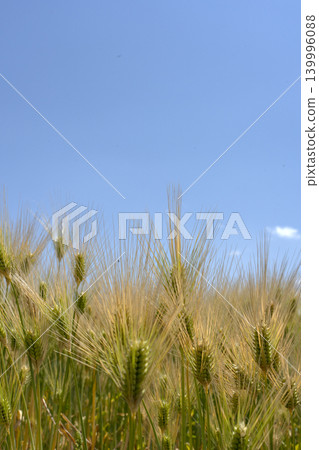 A copy space of a wheat field and blue sky around Golden Week. A copy space of a wheat field and blue sky around Golden Week. 139996088