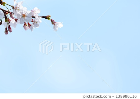 Cherry blossoms against a blue sky and the empty space of spring Cherry blossoms against a blue sky and the empty space of spring 139996116