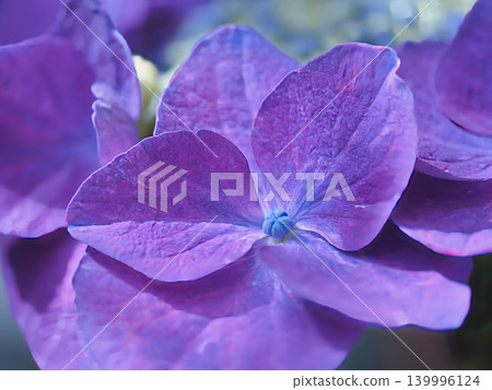 繡球花 139996124