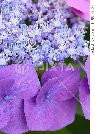 Purple hydrangea flowers blooming in the rainy season 139996125