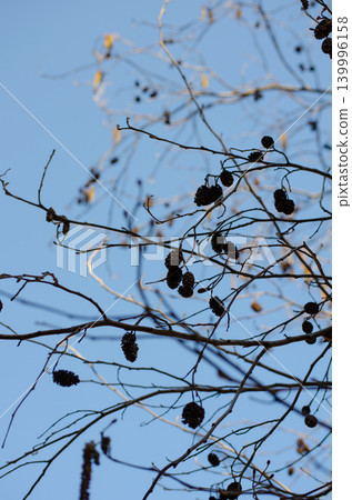 A winter landscape with bare trees against a blue sky. A winter landscape with bare trees against a blue sky. 139996158