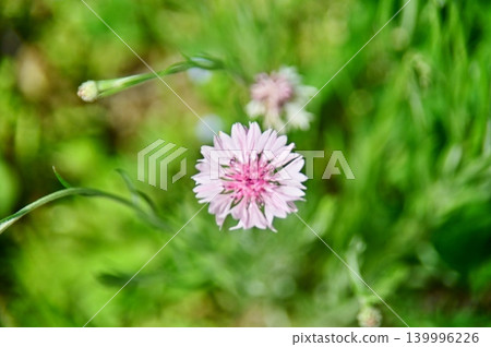A close-up of a cornflower with white petals. 139996226