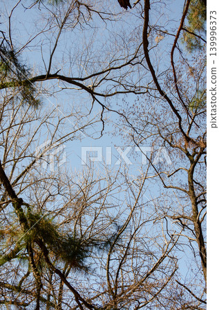 A vertical image showing a blue sky and the intricately arranged branches of leafless trees. 139996373