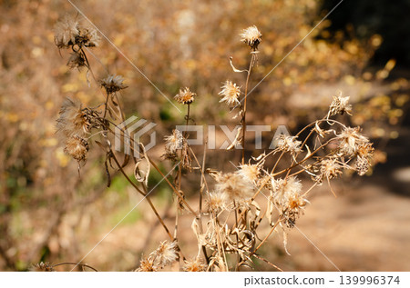 A sunny winter day scene with withered, light brown plants and trees. 139996374