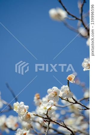 碧空如洗,白梅花盛開。 碧空如洗,白梅花盛開。 139996596