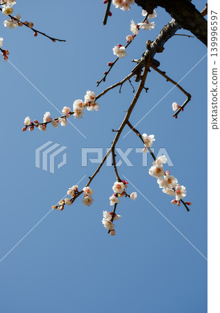 碧空如洗，白梅花盛開。 139996597